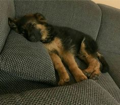 a small dog sleeping on top of a couch