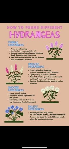 how to prune different types of hydrangeas in the garden? info sheet