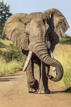 an elephant with tusks walking down a dirt road