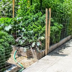 an outdoor garden area with various vegetables growing in the planter boxes and wire fencing