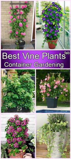 the best vine plants for container gardening are in this collage, and they're easy to grow