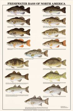 the different types of fish that can be found in the water, and on land