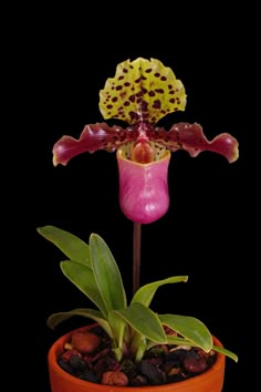 a pink and yellow flower in a pot on a black background with other flowers around it