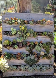 a wooden pallet filled with lots of succulents and other greenery