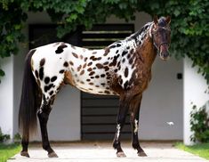 a brown and white spotted horse standing in front of a building