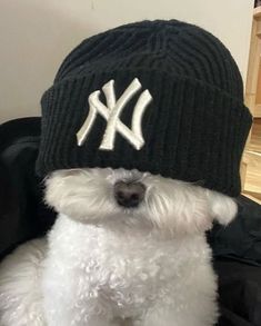 a small white dog wearing a new york yankees hat on top of it's head