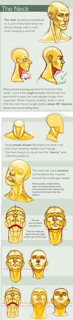 the anatomy of an animal's head and neck, with different angles to it