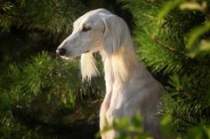 a white dog with long hair standing in front of trees