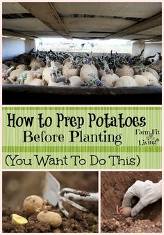 how to prep potatoes before planting you want to do this in your garden or yard