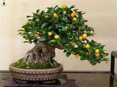 a bonsai tree with oranges growing on it