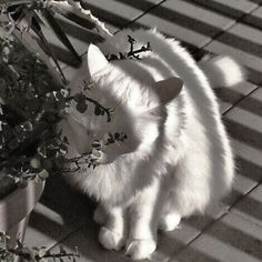 a white cat standing next to a potted plant on top of a tiled floor