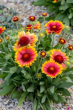 a bunch of flowers that are sitting on the ground in front of some rocks and gravel