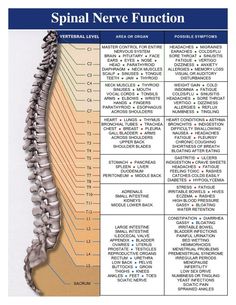 Diy Kosmetik, Sciatic Nerve Pain, Sciatic Nerve, Spinal Cord, Chiropractic Care