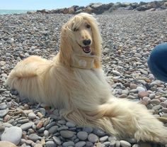 a long haired dog sitting on top of a rocky beach