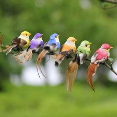 small colorful birds perched on top of a tree branch