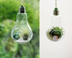 an air plant in a light bulb hanging from a window sill next to a photo of some plants