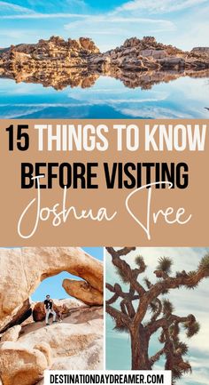 joshua tree with text overlay that reads 15 things to know before visiting joshua tree