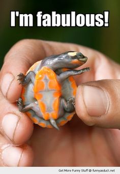 a small orange and gray frog sitting on top of a persons hand with it's back turned to the camera