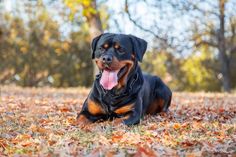 Rottweiler, Rottweiler puppy, Rottweiler puppies, american kennel club, Rottweiler grooming, Rottweiler tips, Rottweiler  facts, Rottweiler grooming, dog grooming, puppy training tips, Rottweiler fun facts, Rottweiler trivia, Rottweiler training, dog trivia, rottie Akc Breeds, Family Circle, Rottweiler Dog, Outside World, Aesthetic Movies