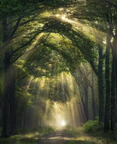 the sun shines through the trees on a path in a forest filled with green leaves