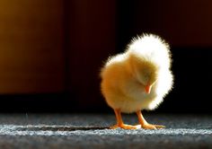 a small yellow chicken standing on top of a carpet