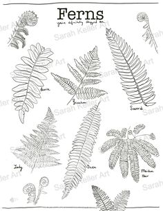 ferns and other plants are shown in this drawing