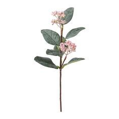 a pink flower with green leaves on a white background