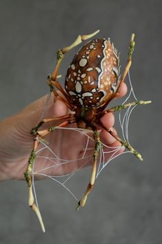 a person holding a spider in their hand