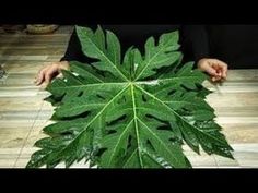 a person holding a large green leaf in their hands