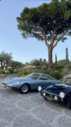 two classic sports cars parked next to each other in front of a tree and cactus area