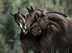 three horses standing next to each other with their heads touching noses in front of them