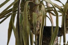 a close up of a plant with very thin leaves