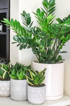 three potted plants are sitting on a shelf