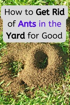 an ants in the yard with text overlay how to get rid of ants in the yard for good