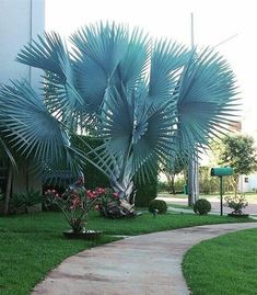 a blue palm tree sitting in the middle of a lush green yard next to a sidewalk