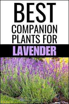 the best companion plants for lavender