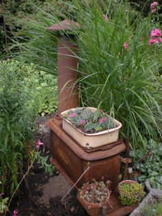 there is a potted plant on top of an old box in the middle of some plants