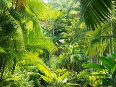 a lush green forest filled with lots of trees and plants in the middle of it