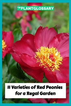 red peonies with yellow stamens in the center and text overlay that reads, varieties of red peonies for a regal garden