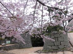 pink flowers are blooming on the trees in front of some stone walls and steps