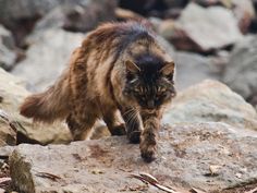 a cat is walking on some rocks