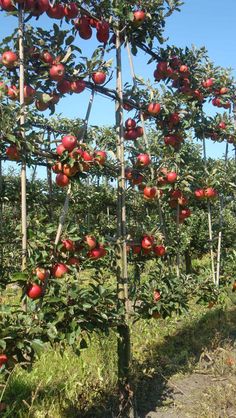 an apple tree with lots of red apples growing on it's branches in a field