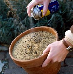 a person is pouring something into a pot with dirt on the ground next to plants