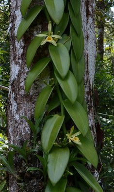 green plants growing on the side of a tree