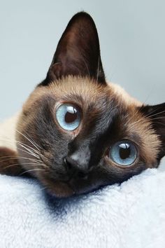 a siamese cat with blue eyes laying on top of a white blanket looking at the camera