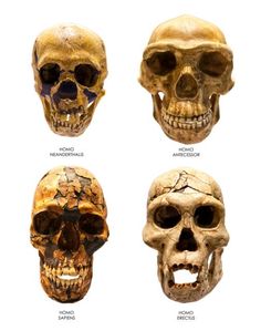 four different types of human skulls are shown