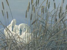 two white swans swimming in the water surrounded by reeds and sea oats on a sunny day