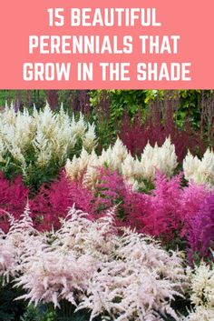 pink and white flowers with the words 15 beautiful perennials that grow in the shade