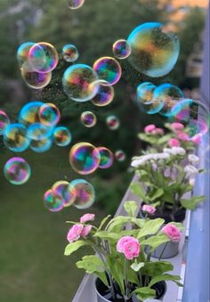 some potted plants and soap bubbles on a window sill