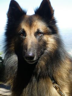 a close up of a dog with a chain around it's neck looking at the camera